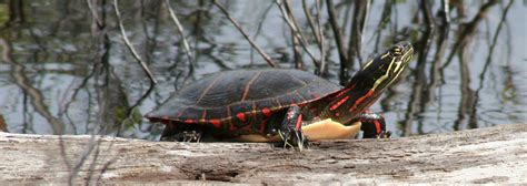 Midland Painted Turtle | Species Information | Ontario Nature