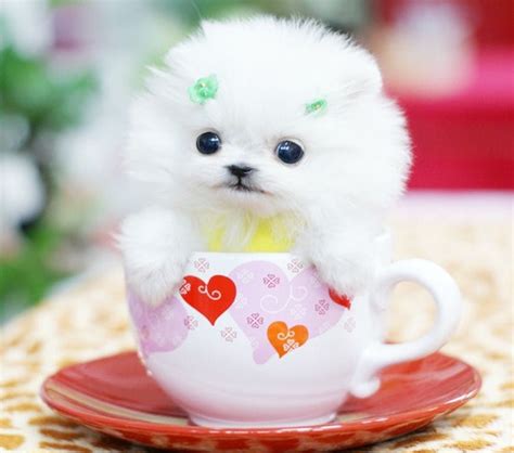 Cute Little Puppy Pictures, Photos, and Images for Facebook, Tumblr, Pinterest, and Twitter