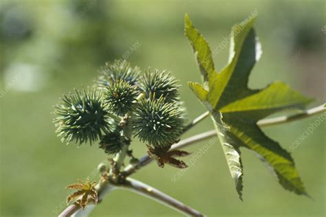 Castor oil plant - Stock Image - B640/0582 - Science Photo Library