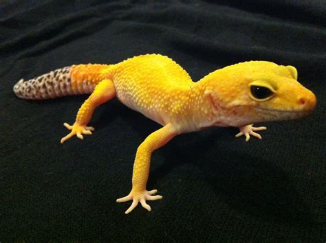 Leopard Gecko Morphs