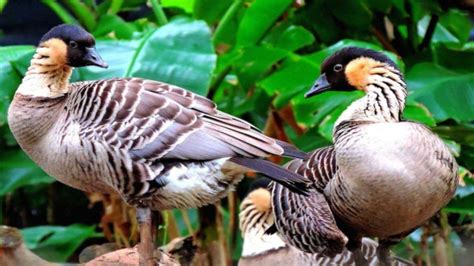 Hawaiian Goose (Nēnē) - Honolulu Zoo Society