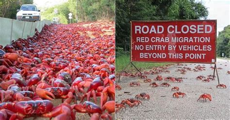 Millions of red crabs take over Christmas Island on yearly migration ...