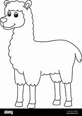 Lama Animal Coloring Pages sketch template