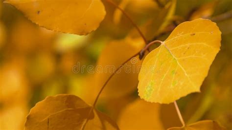 Close Up of Yellow Aspen Tree Leaves Stock Photo - Image of plant ...