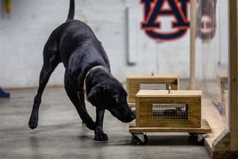 Rubbery polymer could make for safer training of sniffer dogs