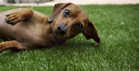 Pros & Cons Of Artificial Grass For Dogs