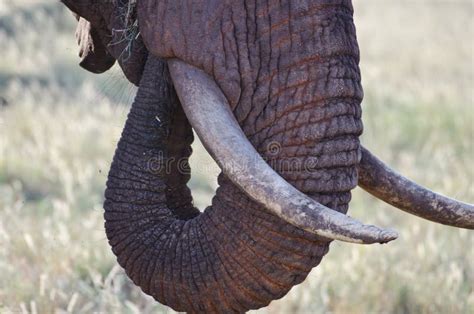 Elephant tusks stock photo. Image of large, kenya, hide - 24129328