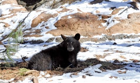 Baby Black Bear In Snow Free Stock Photo - Public Domain Pictures