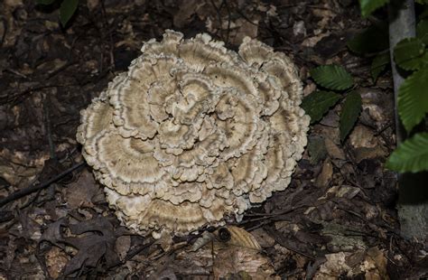 Maryland Biodiversity Project - Black-staining Polypore (Meripilus ...