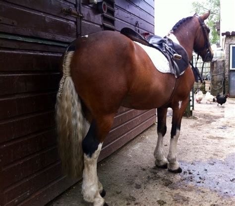 **Sold to Scotland**Bombproof, 15hh Skewbald 5 yr old Gelding – Nagero Irish Sport Horses