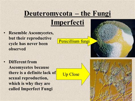 Ascomycota – Cup Fungi Life Cycle