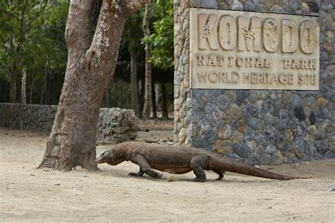 Gigantic Komodo Dragon in the Beautiful Nature Habitat on a Small ...