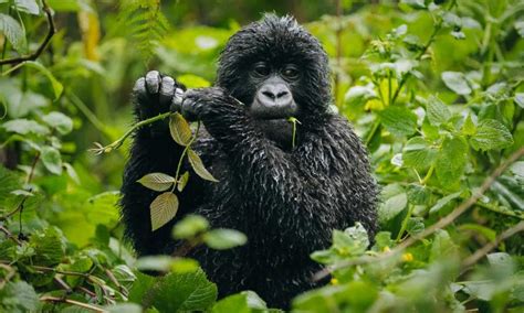 Virunga National Park | Congo Safari Tour Destinations | Gorilla Trekking