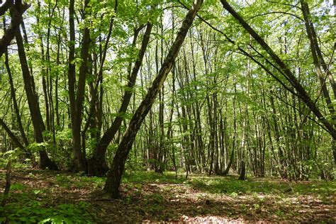 Gambar : pohon, Jalan, rumput, menanam, sinar matahari, bagasi, rimba, tumbuh-tumbuhan, hutan ...