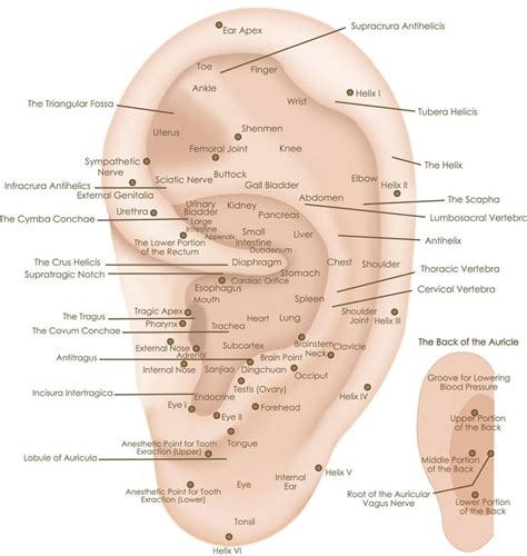 Acupuncture Pressure Points Chart