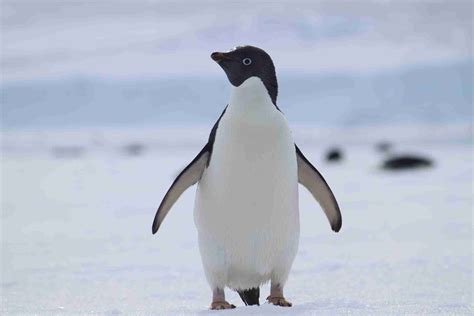 Penguins International | World Penguin Day: Penguin Conservation Status