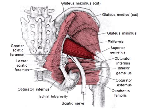 Functional Training for the Deep Hip Rotators - Precision Movement