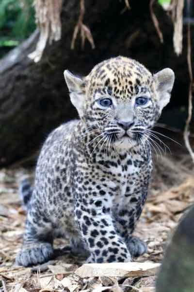 Two Sri Lankan leopard cubs born in England Zoo - Breaking News | Daily Mirror