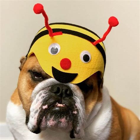 16 Incredibly Funny Costumes For Your English Bulldogs - The Dogman