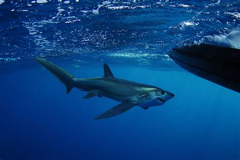 Bigeye Thresher Shark | Alopias superciliosus