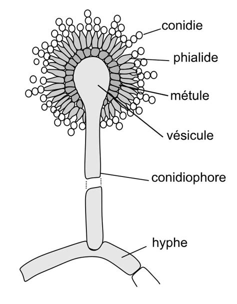 Pin on aspergillus