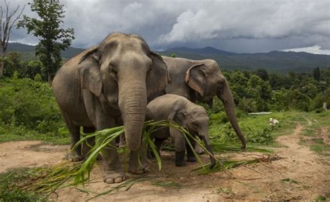 Kerala Temple Introduces Mechanical Elephant For Performing Rituals