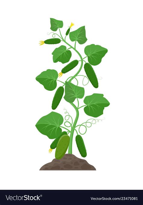 Cucumber plant with ripe cucumbers growing Vector Image