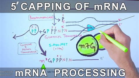 MRNA Capping Through Molecular Structures, 48% OFF