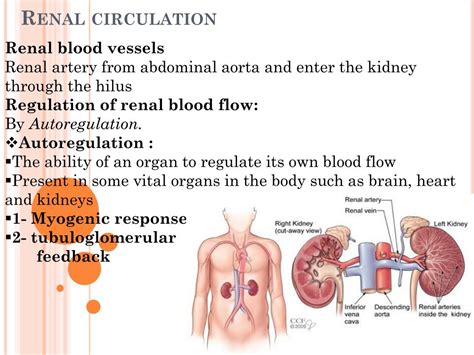 PPT - Renal system PowerPoint Presentation, free download - ID:5529083