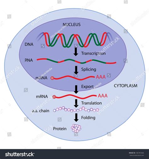 Steps Gene Expression Stock Illustration 106781666 - Shutterstock