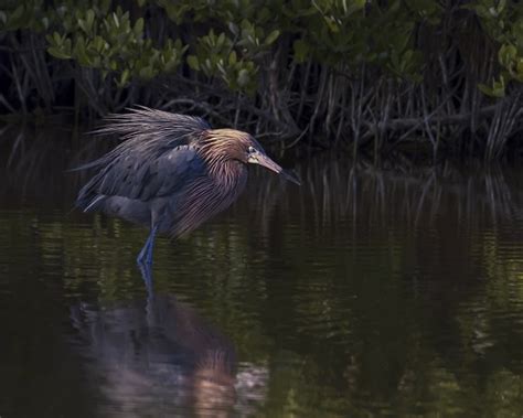 Florida Keys National Wildlife Refuges Photo Club Meeting: Wed. May 10th, 2017 – Key West The ...