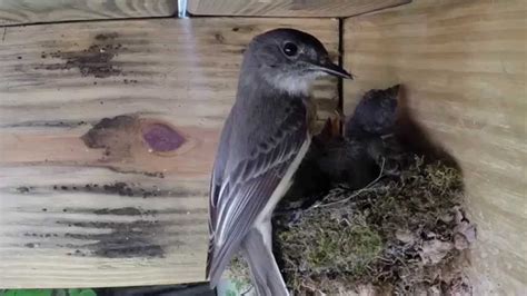 Eastern Phoebe (flycatcher) Nest - May 11, 2014 - YouTube