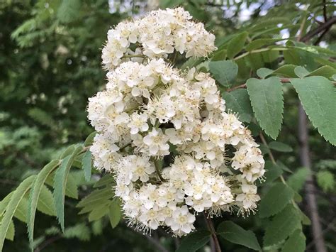 17 Types of Flowering Trees for Home Landscaping