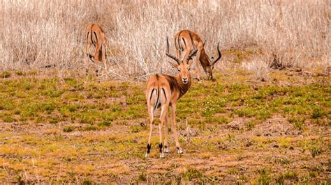 Ranthambore National Park - Everything You Need to Know