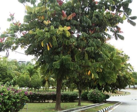 20 jenis tanaman peneduh untuk taman rumah dan Jalan raya - cepat tumbuh dan daunnya lebar ...