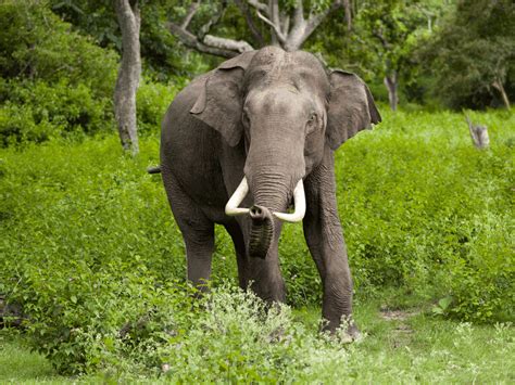 Top 10 Wildlife Sanctuaries In Kerala To Visit In 2024 – Iris Holidays