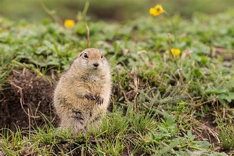 Animals That Live in the Grasslands - WorldAtlas