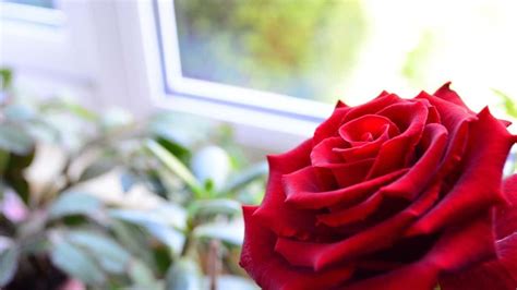 How to Grow Roses Indoors — Like a Pro