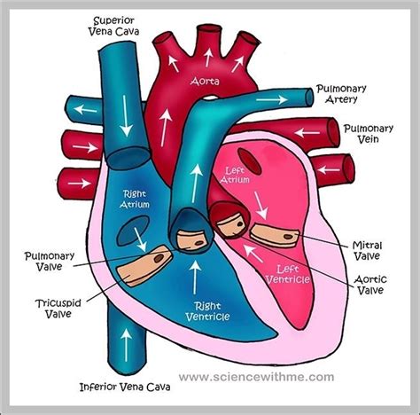 human heart – Graph Diagram