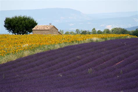 The Purple Beauty of Provence: Lavender