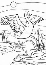 Coloring Swan Stock Illustrations – 1138  sketch template