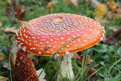 Poisonous Red Cap Amanita Muscaria Mushroom Stock Image - Image of muscaria, nature: 43583031