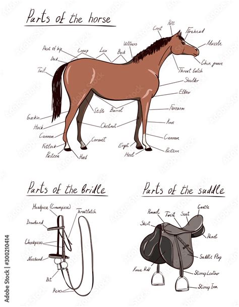 Parts of horse, saddle, bridle set. Equine anatomy. Equestrian scheme text. The terms of riding ...