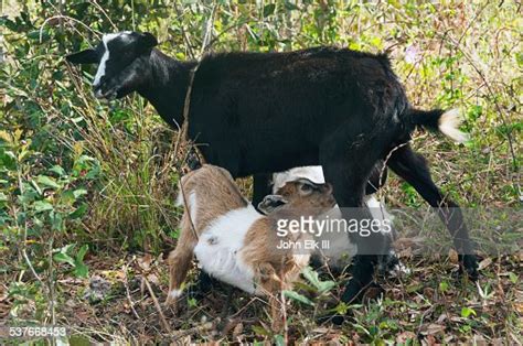 Baby Goats Nursing High-Res Stock Photo - Getty Images