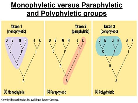 PPT - Phylogeny PowerPoint Presentation, free download - ID:9224549