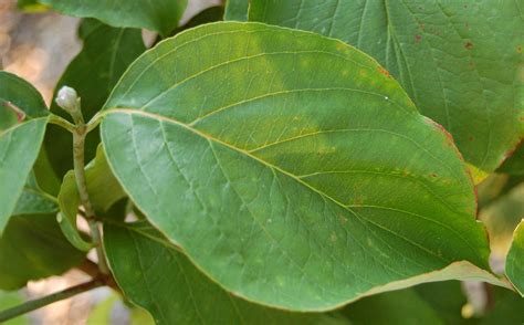 File:Flowering Dogwood Cornus florida 'Appalacian Spring' Leaf 2650px.JPG - Wikipedia