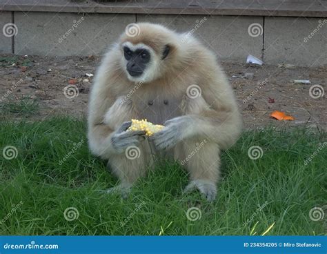 Portrait of a Feeding Monkey Stock Image - Image of distance2021 ...