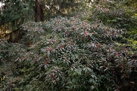 Winterberry Holly: Plant Care & Growing Guide