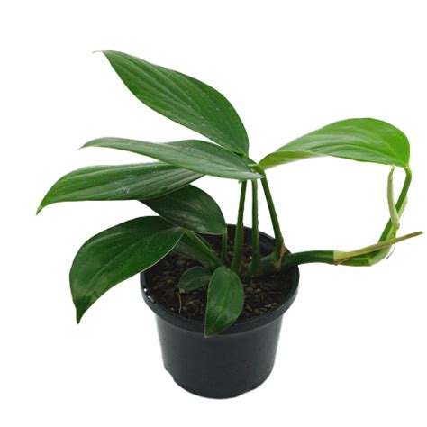 Epipremnum Dragons Tail 14cm - Garden World Nursery