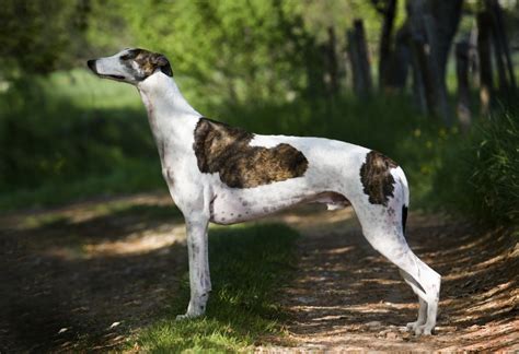 About the Breed: Greyhound | Highland Canine Training